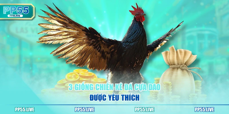 3 giống chiến kê đá cựa dao được yêu thích