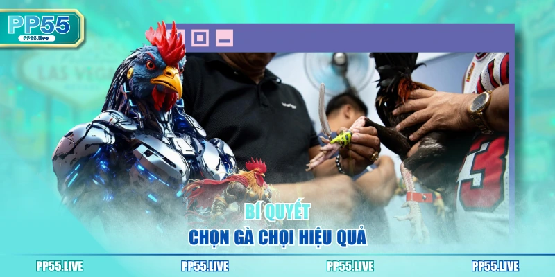 Bí quyết chọn gà chọi hiệu quả