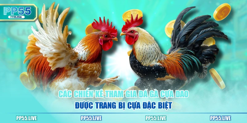 Các chiến kê tham gia đá gà cựa dao được trang bị cựa đặc biệt