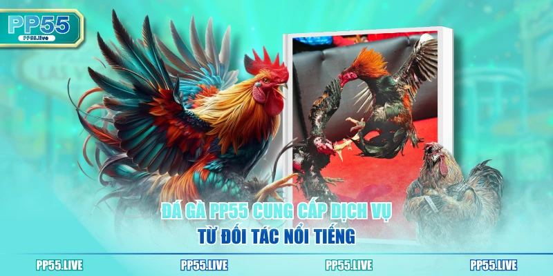 Đá gà PP55 cung cấp dịch vụ từ đối tác nổi tiếng