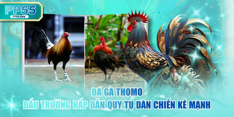 Đá Gà Thomo - Đấu Trường Hấp Dẫn Quy Tụ Dàn Chiến Kê Mạnh