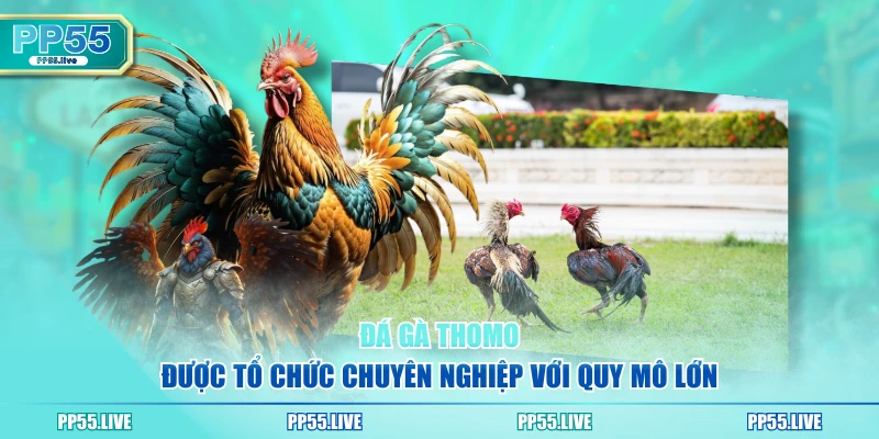 Đá gà Thomo được tổ chức chuyên nghiệp với quy mô lớn