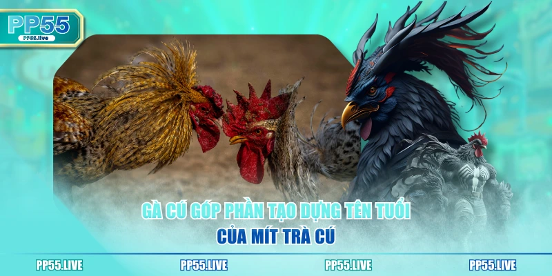 Gà Cú góp phần tạo dựng tên tuổi của Mít Trà Cú