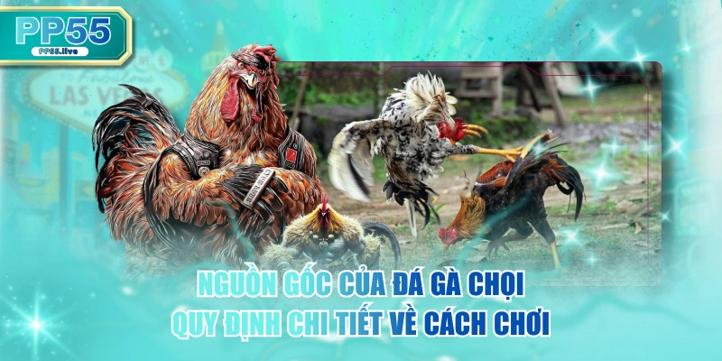 Nguồn Gốc Của Đá Gà Chọi & Quy Định Chi Tiết Về Cách Chơi